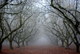 Photography--Color-LandscapeIce Orchard