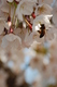 Photography-Bee