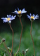 Photography--ColorFlowers