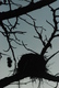 Photography--Black & WhiteThe Nest