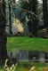Photography--ColorDuck in the Pond