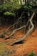 Photography-Deep Roots