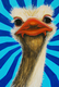 Painting--Acrylic-AnimalsThe Ostrich
