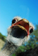 Photography--Color-AnimalsThe Ostrich
