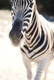 Photography--Color-AnimalsZebra - Texas