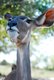 Photography--Color-AnimalsDeer-est