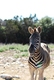 Photography--Color-AnimalsZebra!