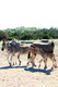 Photography--Color-AnimalsMamas and Baby Zebras