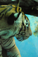 Photography--Color-AnimalsTiger