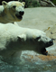 Photography-Polar Bears Attack!