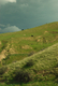 Photography-Bovine on a Hillside