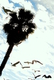 Photography--Color-AnimalsVenice Beach 1