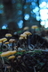Photography--Color-NatureFungus Amungus