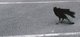 Photography--Black & WhiteThe Crow