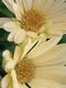 Photography--Color-NatureMom's Flowers