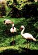 Photography--Black & White-NatureHawaiian Flamingos