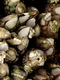 Photography--Color-NatureMuscles