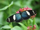 Photography--Color-NatureBlue Butterfly