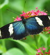 Photography--Color-NatureBlue Butters
