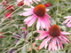 Photography--Color-NaturePink Flowers