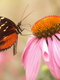 Photography--Color-NatureButters on a Pink Flower