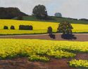 Painting--Acrylic-LandscapeYellow Fields