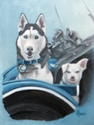 Halo and Taz