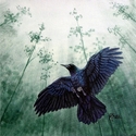Raven
