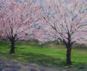 Cherry Trees in the Park