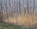 Bonsal Preserve in Winter