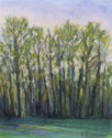 Spring Trees in Morning Light