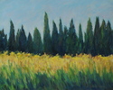 Provence Cypress Trees and Field