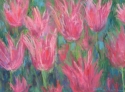 Pink Tulips 1