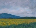 Tuscany Sunflowers 1