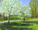 Spring Trees in Anderson Park