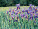 Presby Irises