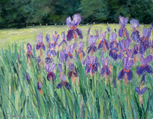 Painting-Presby Irises