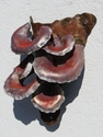 moonlit%20mushrooms (thumbnail)