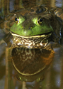 Bullfrog (thumbnail)