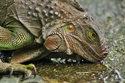 Iguana (thumbnail)