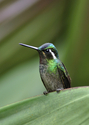 Purple-Throated%20Mountain%20Gem (thumbnail)