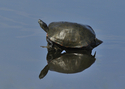 Red-Bellied%20Turtle (thumbnail)