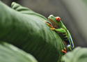 Red-Eyed%20Leaf%20Frog (thumbnail)