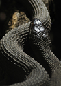 Northern%20Water%20Snake (thumbnail)