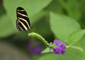 Zebra%20Longwing (thumbnail)