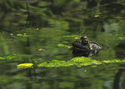 Pond%20Habitant (thumbnail)
