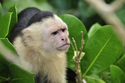 Capuchin (thumbnail)
