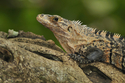 Black%20Iguana (thumbnail)