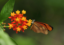 Flambeau (thumbnail)