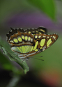 Malachite (thumbnail)